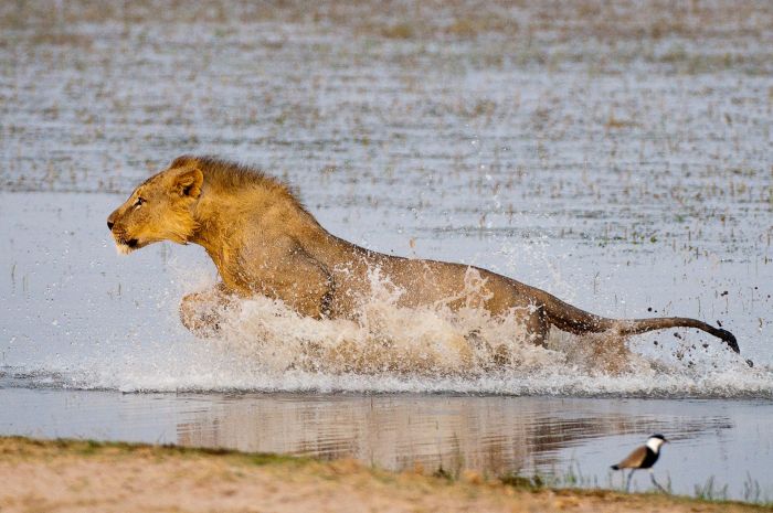 Kenya Safari Lodge - L'aventure en selle