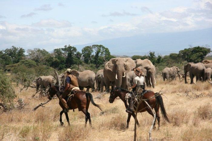 Safari au gros gibier de Meru-Kilimanjaro