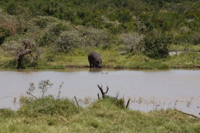 Laikipia Safari Lodge