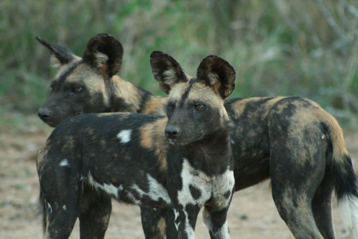 Laikipia Safari Lodge