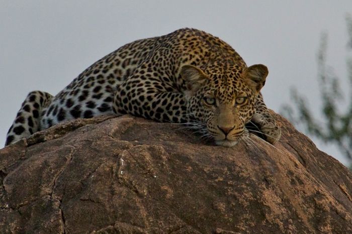 Laikipia Safari Lodge