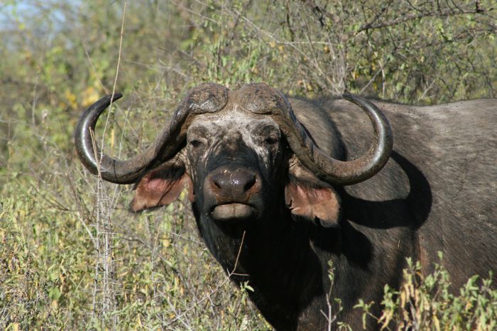Laikipia Safari Lodge