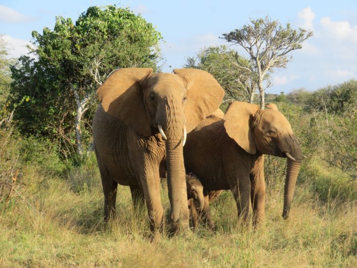 Laikipia Safari Lodge