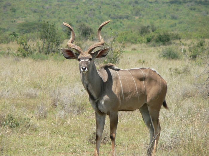 Laikipia Safari Lodge