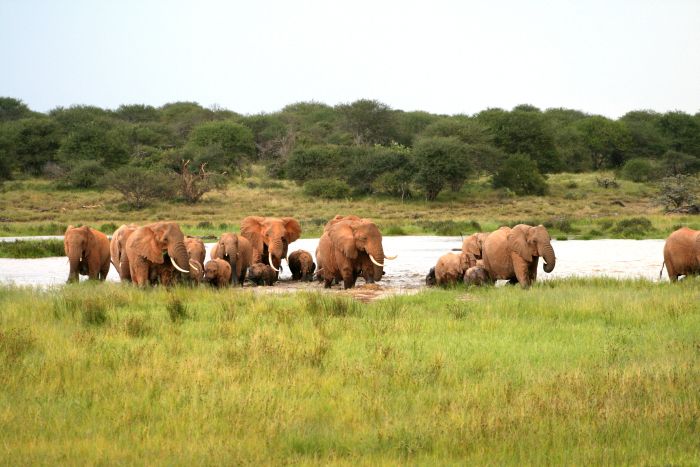 Laikipia Safari Lodge