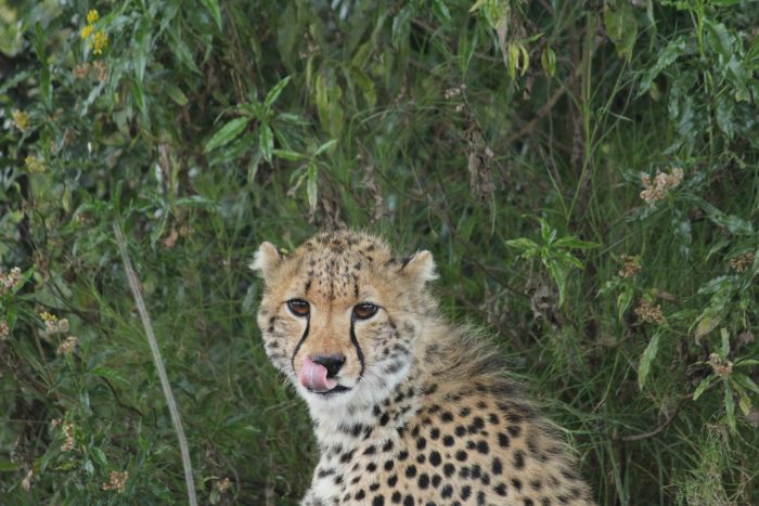 Laikipia Safari Lodge