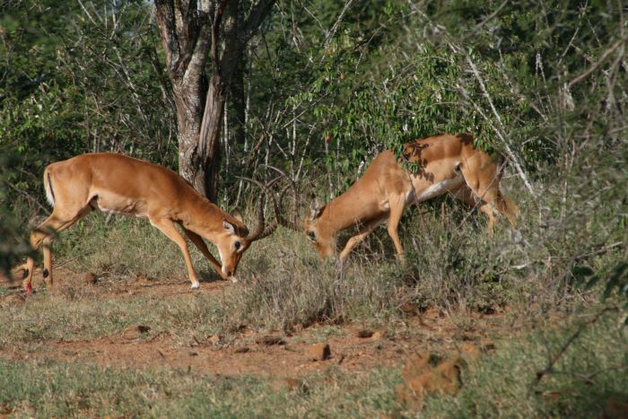 Laikipia Safari Lodge