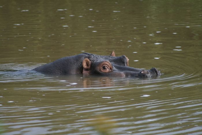 Laikipia Safari Lodge