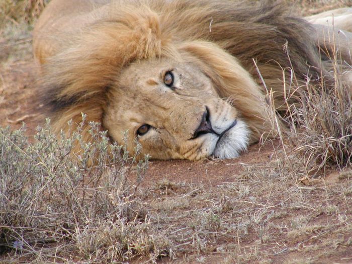 Laikipia Safari Lodge