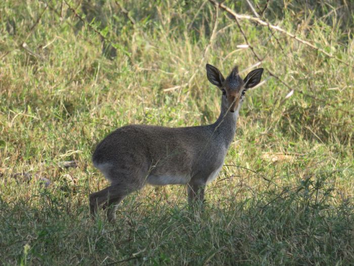 Laikipia Safari Lodge