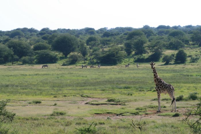 Laikipia Safari Lodge