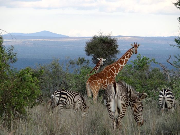 Laikipia Safari Lodge