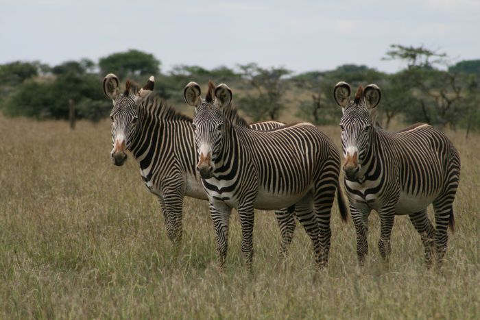 Laikipia Safari Lodge
