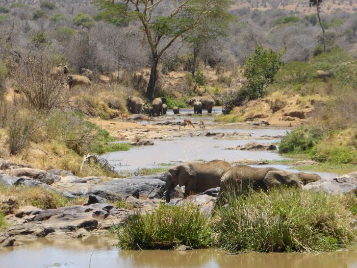 Laikipia Safari Lodge