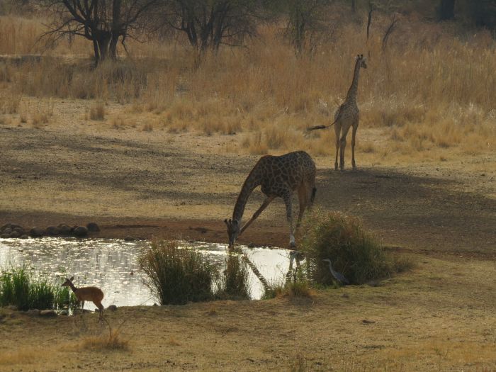 Safaris &agrave; cheval au Zimbabwe