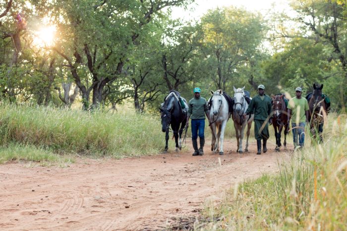 Safaris &agrave; cheval au Zimbabwe