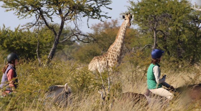 Safaris &agrave; cheval au Zimbabwe