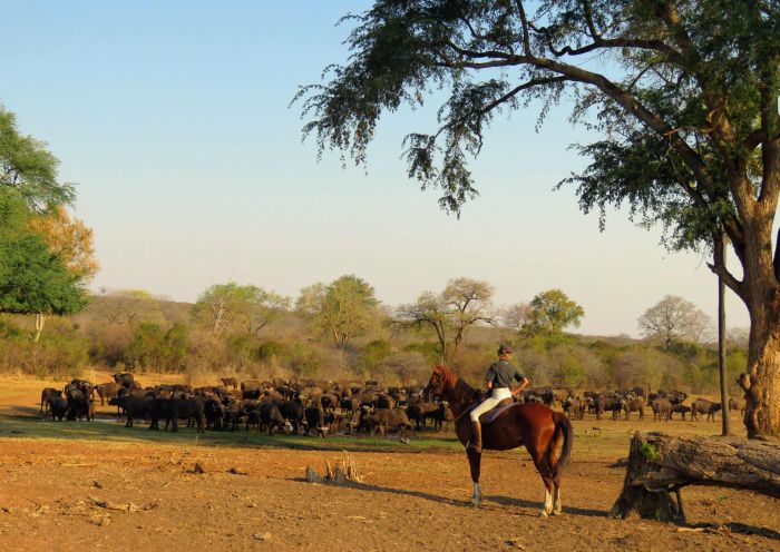 Équitation, canoë et safari au gros gibier au Zambèze
