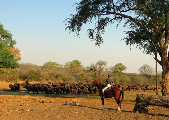 Équitation, canoë et safari au gros gibier au Zambèze