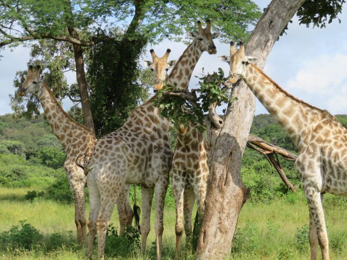 Équitation, canoë et safari au gros gibier au Zambèze