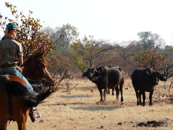 Équitation, canoë et safari au gros gibier au Zambèze