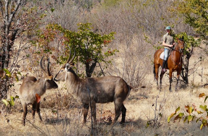 Équitation, canoë et safari au gros gibier au Zambèze