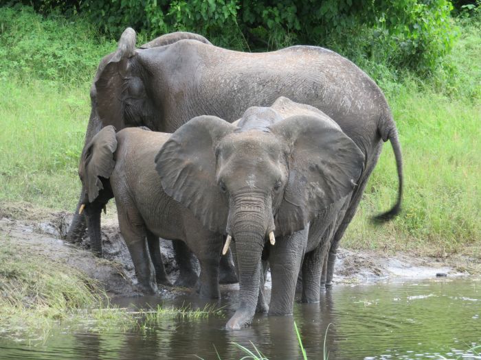 Équitation, canoë et safari au gros gibier au Zambèze