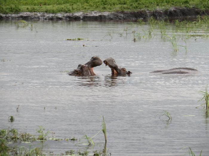 Équitation, canoë et safari au gros gibier au Zambèze