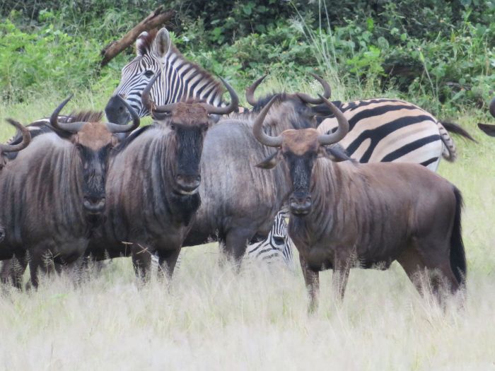 Équitation, canoë et safari au gros gibier au Zambèze