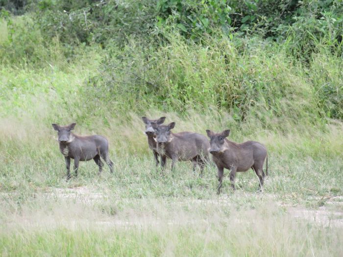 Équitation, canoë et safari au gros gibier au Zambèze