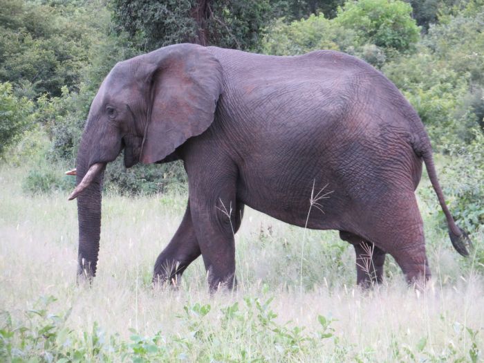 Équitation, canoë et safari au gros gibier au Zambèze