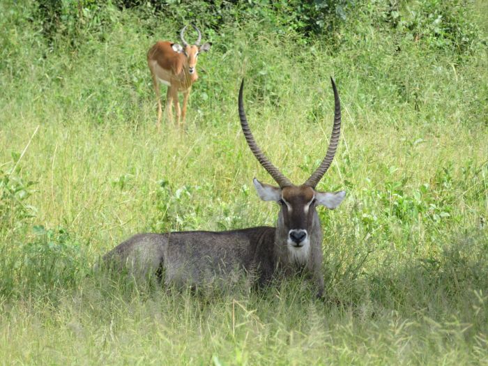 Équitation, canoë et safari au gros gibier au Zambèze