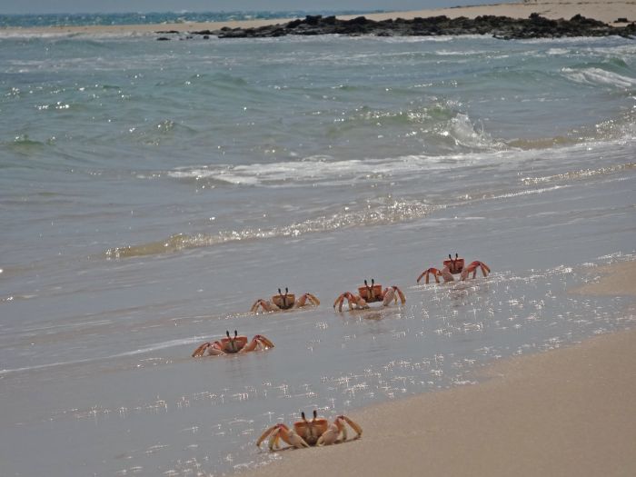 Plage paradisiaque au Mozambique