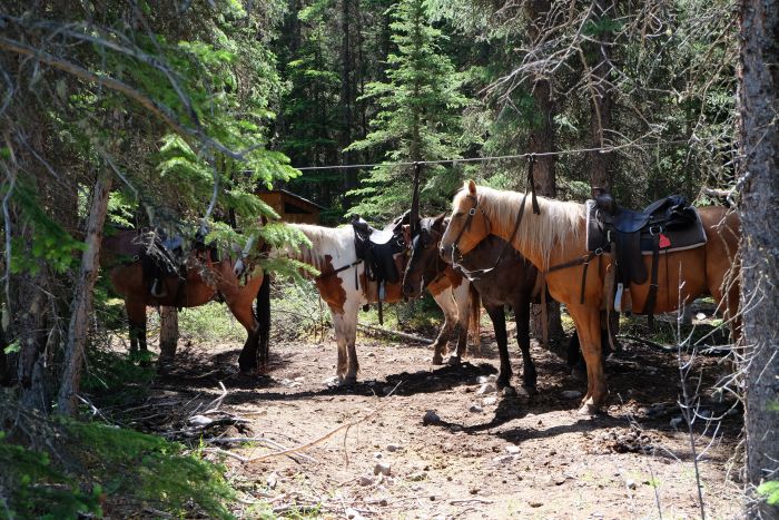 Promenades dans le parc national de Banff