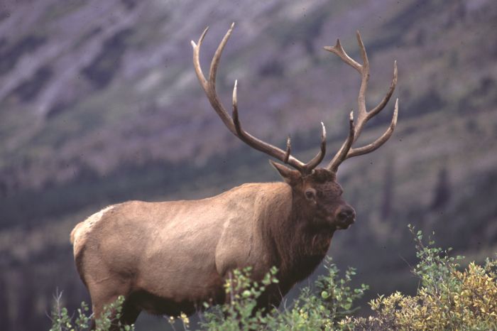 Promenades dans le parc national de Banff