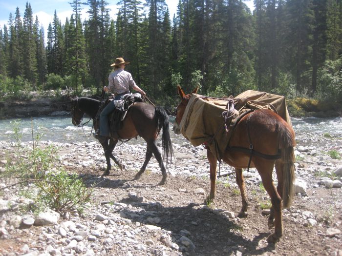 Promenades dans le parc national de Banff