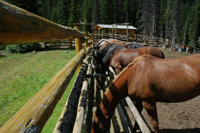 Promenades dans le parc national de Banff