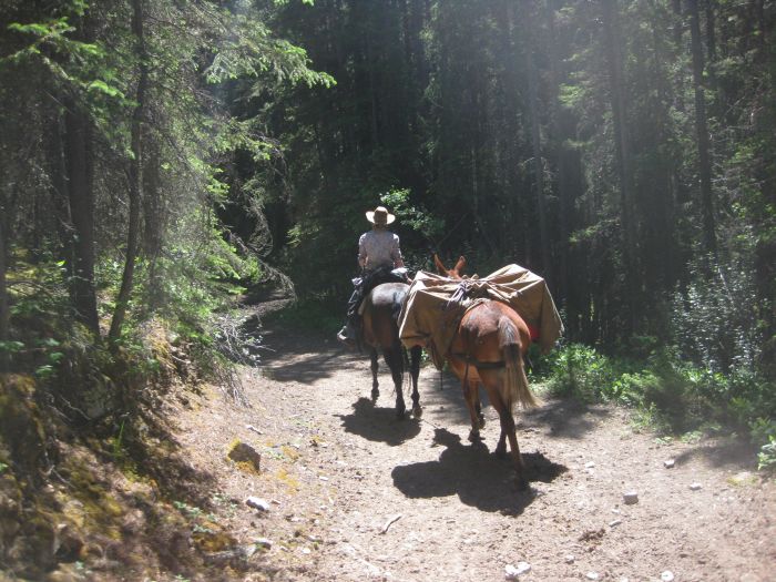 Promenades dans le parc national de Banff