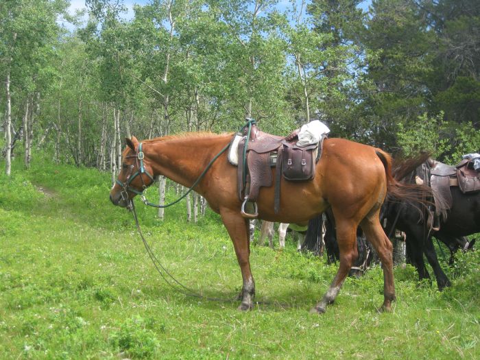 Randonnées à Kananaskis