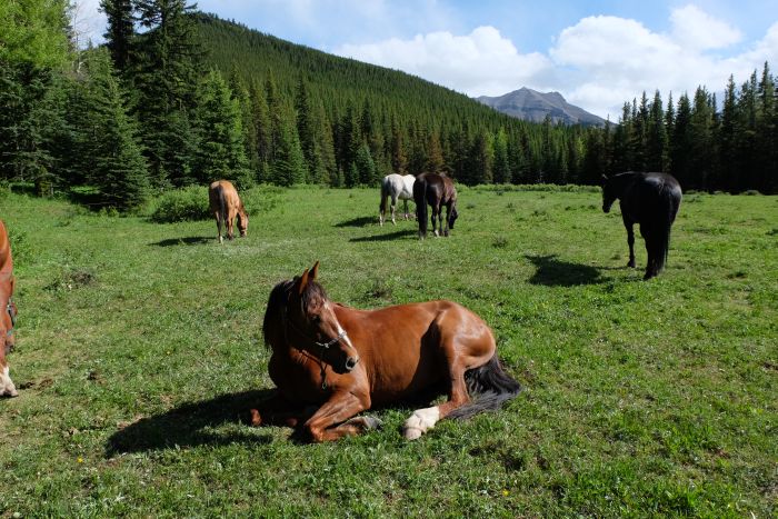Randonnées à Kananaskis