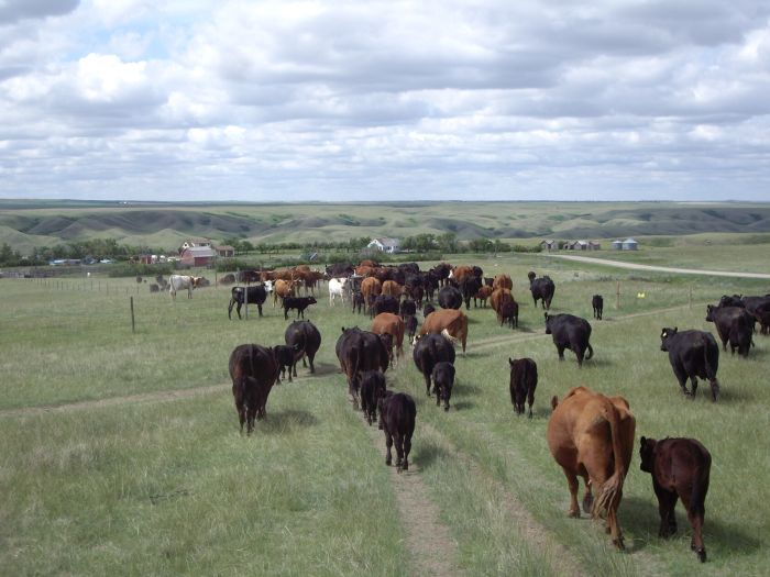 La Reata - Saskatchewan River Valley Ranch