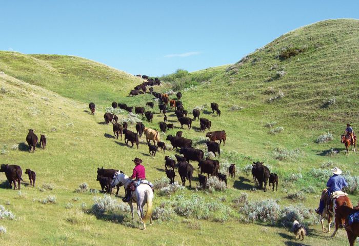 La Reata - Saskatchewan River Valley Ranch