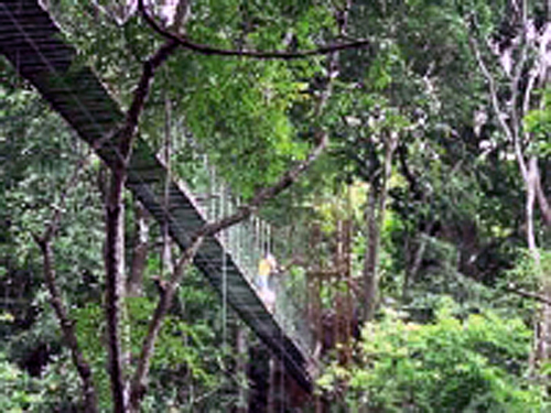 Aventure multisports dans la forêt tropicale