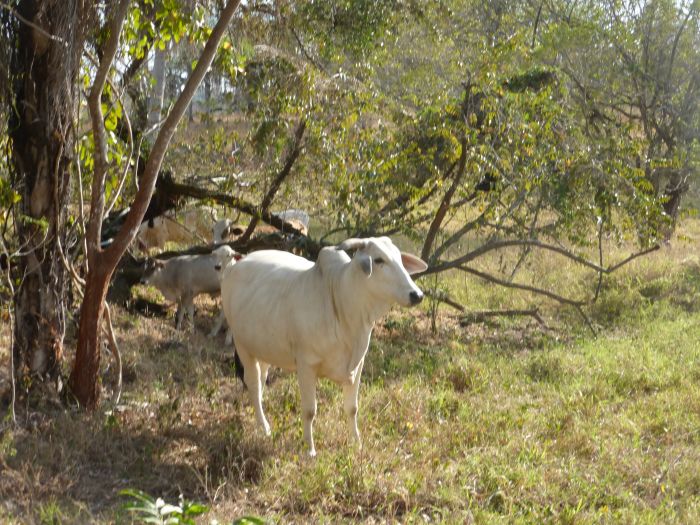 Randonnées Rustico del Caribe