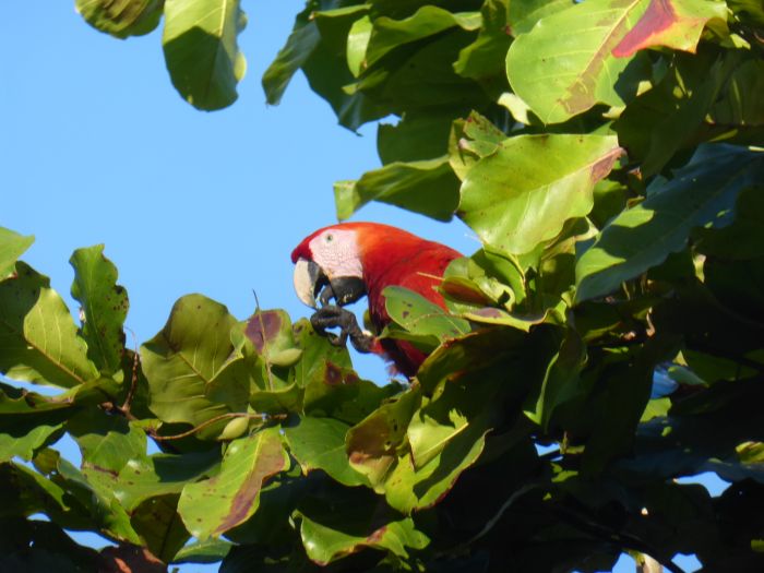 Randonnées Rustico del Caribe