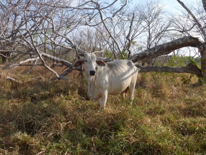 Randonnées Rustico del Caribe