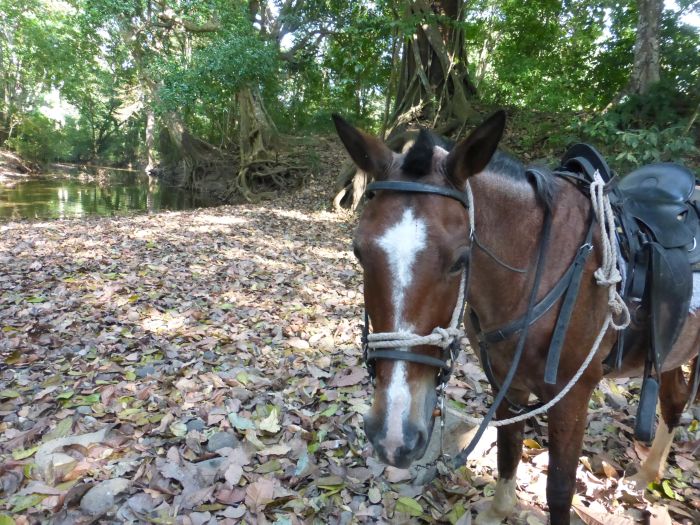 Randonnées Rustico del Caribe