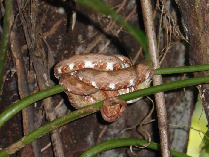 Randonnées Rustico del Caribe