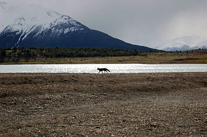 Randonnées des glaciers de Patagonie