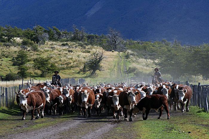 Randonnées des glaciers de Patagonie